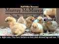 Video: Buff Silkie Bantam Baby Chicks
