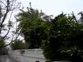 Gonu Muscat Video2