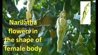Narilatha flowers in the shape of female body / My