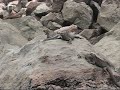 isabela : poissons chauves souris et oiseaux marins