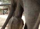 2 days old baby elephant - Ayutthaya, Thailand 2 days old baby elephant - Ayutthaya, Thailand