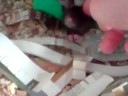 Rittens 25 dagen oud. Lekker rommelen in een schone kooi!