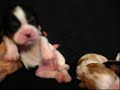 My puppies!! My puppies!!