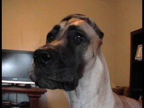 great dane