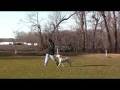 Labrador Retriever Charlotte - Dog Boot Camp Graduate