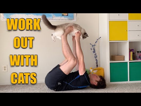 WORKOUT WITH CATS: how to exercise at home with ragdoll cats