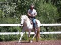 Tricks, Liberty & HighSchool dressage w. PRE Andalusian stud