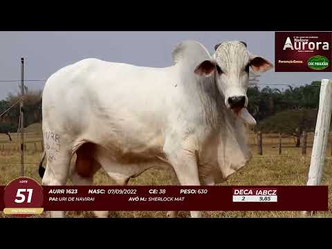 4� De Olho na Fazenda - NELORE AURORA participa��o Chico Paulic�ia