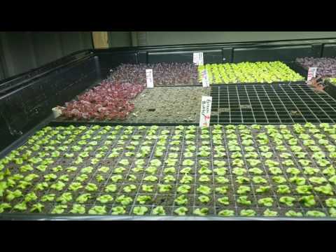 Commercial Aquaponic Seed Starting at Ouroboros Farms