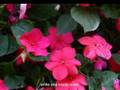 Dialogue of Love, a poem by Peter Menkin