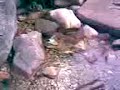 agua en la fuente fresca