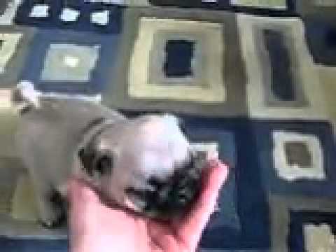 Female Pug puppy Penelope