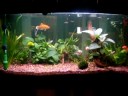 My Aquarium2 My Aquarium2
