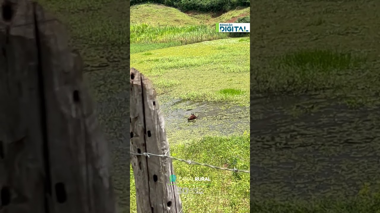 Cavalo impressiona ao aravessar rio para encontrar dono