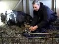 newborn baby pygmy goats  triplets 