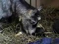 newborn baby pygmy goats  triplets 