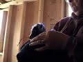 newborn baby pygmy goats  triplets 