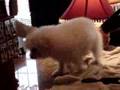 White Fluffy Dog