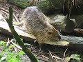 Biberratte Nutria im Tierpark Olderdissen Bielefeld