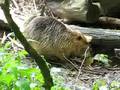 Biberratte Nutria im Tierpark Olderdissen Bielefeld