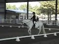 Bonito - 11 Year Old Purebred Andalusian Stallion For Sale