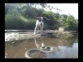 mickey-jack-russell-terrier-doing-tricks.html