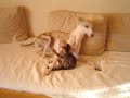 Fly Whippet & Joey Jungle Bengal (1) Babysitting Fly Whippet & Joey Jungle Bengal (1) Babysitting