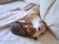 Fly Whippet & Joey Jungle Bengal (1) Babysitting