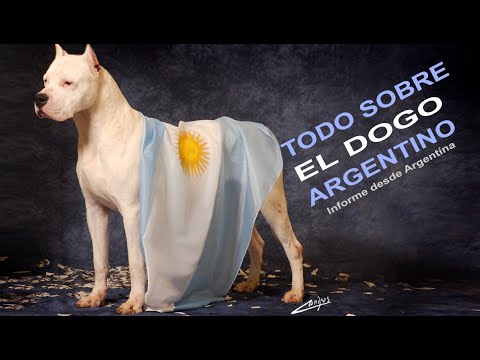 dogo argentino