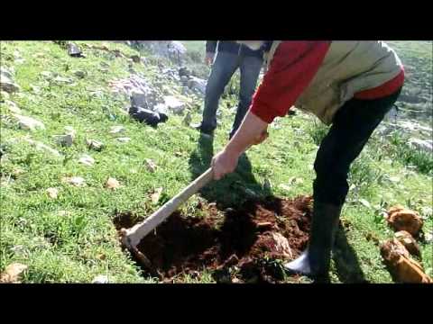how to replant olive trees