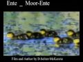 Moorente Ente Tiere Animals Natur SelMcKenzie Selzer-McKenzie
