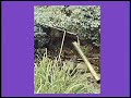 Kuknacke - Bamboo Perc