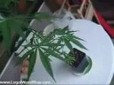 Dude Growing weed Dude Growing weed