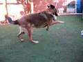 Harley 2 - AAWL & SPCA __