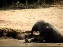 Mouth drinker and mud flopper