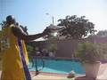 Shaq jumps Sarah Palin's pool.In his new shoesHyper Junks