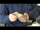 (from the Latin meaning 'mother fish') is a genus of   from the (c. 380 million years old) of Western Australia, described by John Long of  and colleagues. It was about 25-30 cm long and had powerful crushing tooth plates to grind up its prey, possibly hard shelled invertebrates like clams or corals. Known from only one specimen, it is unique in having an unborn embryo present inside the mother fish, and with remarkable preservation of a mineralised placental feeding structure (umbilical cord). This make Materpiscis the oldest known vertebrate to show  , or giving birth to live young.   The species name, honours Sir who first drew attention to the significance of the Gogo fish sites in his 1979 series 