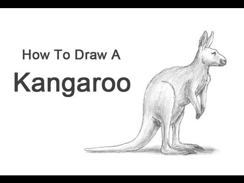 how to draw kangaroo