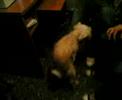 la xispy    limpiando botas??