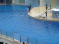 HONG KONG OCEAN PARK BY QIN WEI OWNER Manele-Gratis.net