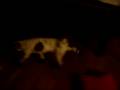 videos de Jack Russel Terrier trying on his winter shoes