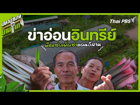 ข่าอ่อนอินทรีย์ พืชแซ่บเผ็ดซ่าแดนอีสาน