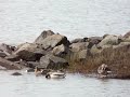 Frisky Ducks