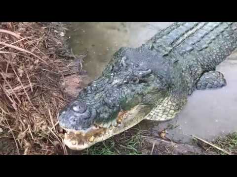 A Day Out with Matt Wright - Part 2 (croc's)