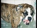 Boxer Dog Frogmella Boxer Dog Frogmella