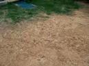 Crazy Poo