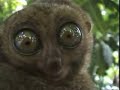 Crazy Lemur Crazy Lemur