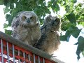 Baby owls in the morning breeze Baby owls in the morning breeze