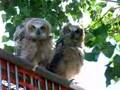 Baby owls in the morning breeze