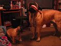 CC Tug O War
